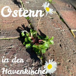 Ein Gänseblümchen wächst zwischen Steinen - Ostern in der Havenkirche